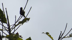 Sporophila nigricollis