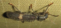 Phloiocopus
