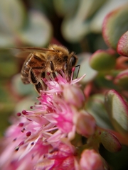 Apis mellifera