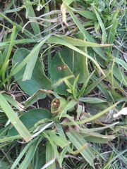Dorstenia brasiliensis