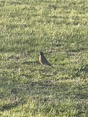 Turdus migratorius