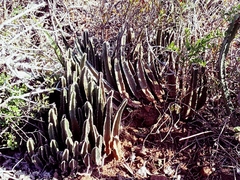 Stapelia grandiflora