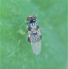 Pachygastrinae