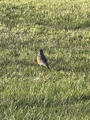 Turdus migratorius