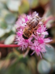Apis mellifera