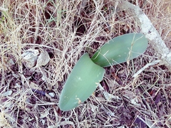 Haemanthus albiflos