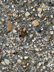 Camponotus snellingi