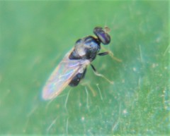 Pachygastrinae