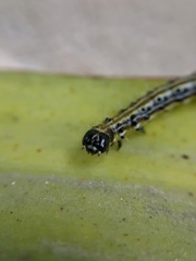 Cydalima perspectalis