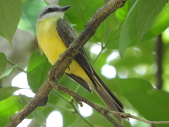 Tyrannus albogularis