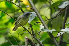 Dysithamnus stictothorax