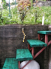 Cydalima perspectalis