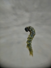 Cydalima perspectalis