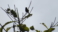 Sporophila nigricollis