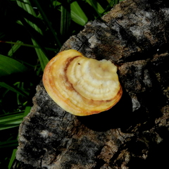 Fungi