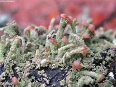 Cladonia ramulosa