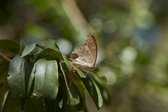 Archaeoprepona demophon centralis