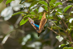 Archaeoprepona demophon centralis