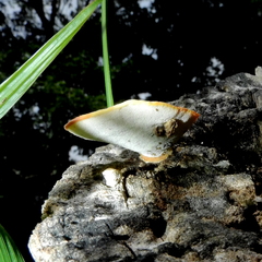 Fungi