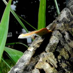 Fungi
