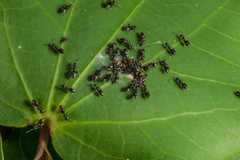 Technomyrmex jocosus