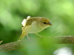 Sicalis columbiana