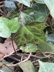 Xanthomonas
