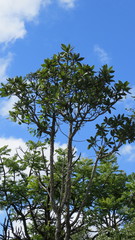 Vochysiaceae