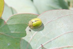 Paropsisterna hectica