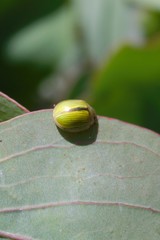 Paropsisterna hectica