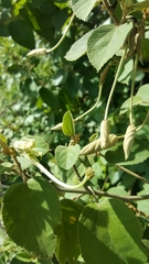 Helicteres baruensis