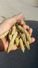 Helicteres baruensis