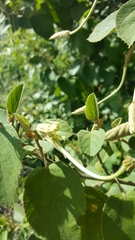 Helicteres baruensis