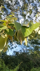 Helicteres baruensis