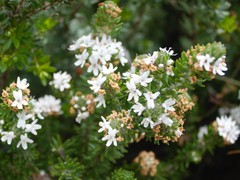 Westringia senifolia