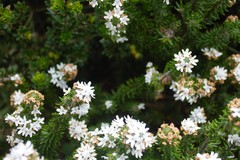 Westringia senifolia