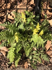Corydalis cheilanthifolia