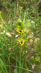 Ophrys lutea lutea