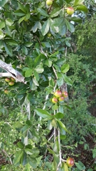 Diospyros anisandra