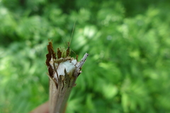 Sambucus ebulus