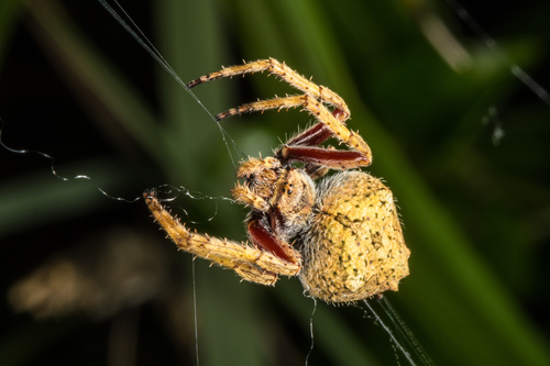 Knobbled Orbweaver photo 3
