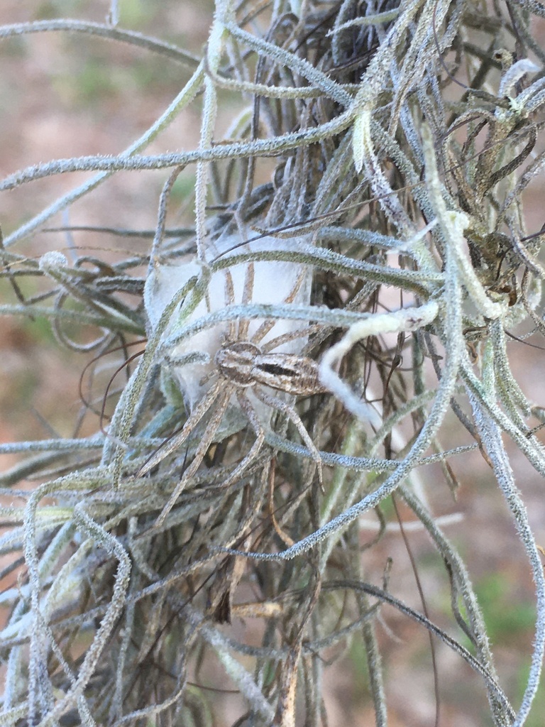 Philodromus barrowsi