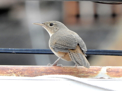 Troglodytes aedon