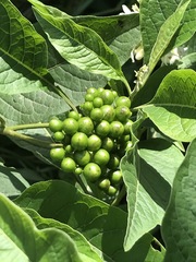 Solanum aligerum