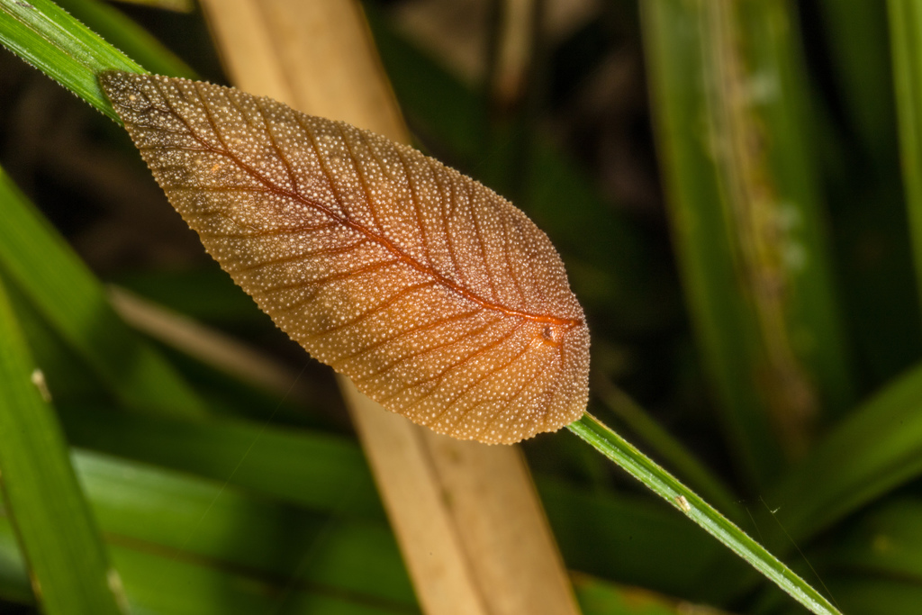 Leaf-veined Slugs