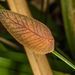 Athoracophoridae - Photo (c) Shaun Lee, algunos derechos reservados (CC BY), subido por Shaun Lee