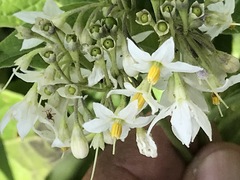 Solanum aligerum