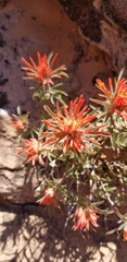 Castilleja scabrida