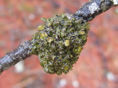 Tuckermanella fendleri