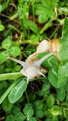 Helix pomatia